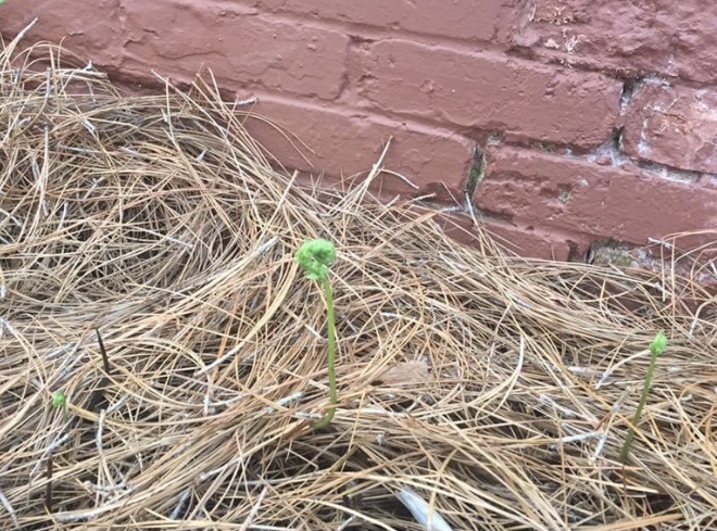 Fiddlehead Ferns and the Hope of Spring