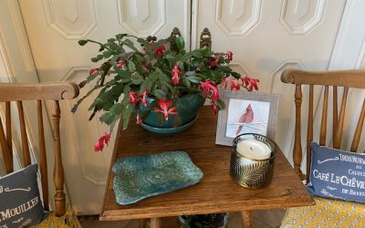 Advent and my Christmas Cactus