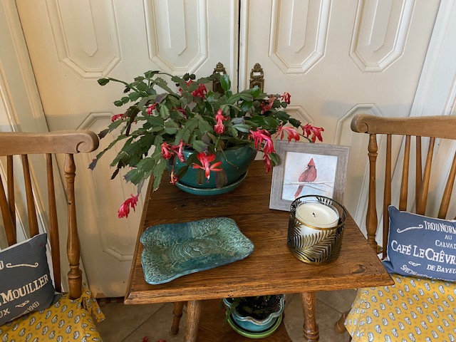 Advent and my Christmas Cactus